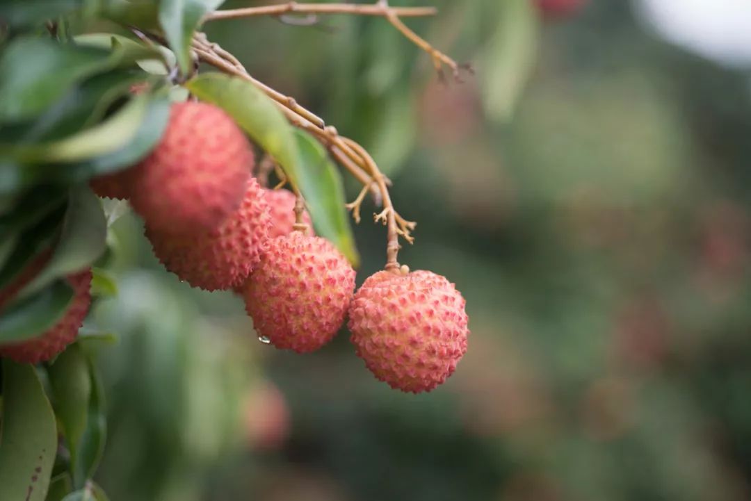 情根深种百科,情根深种