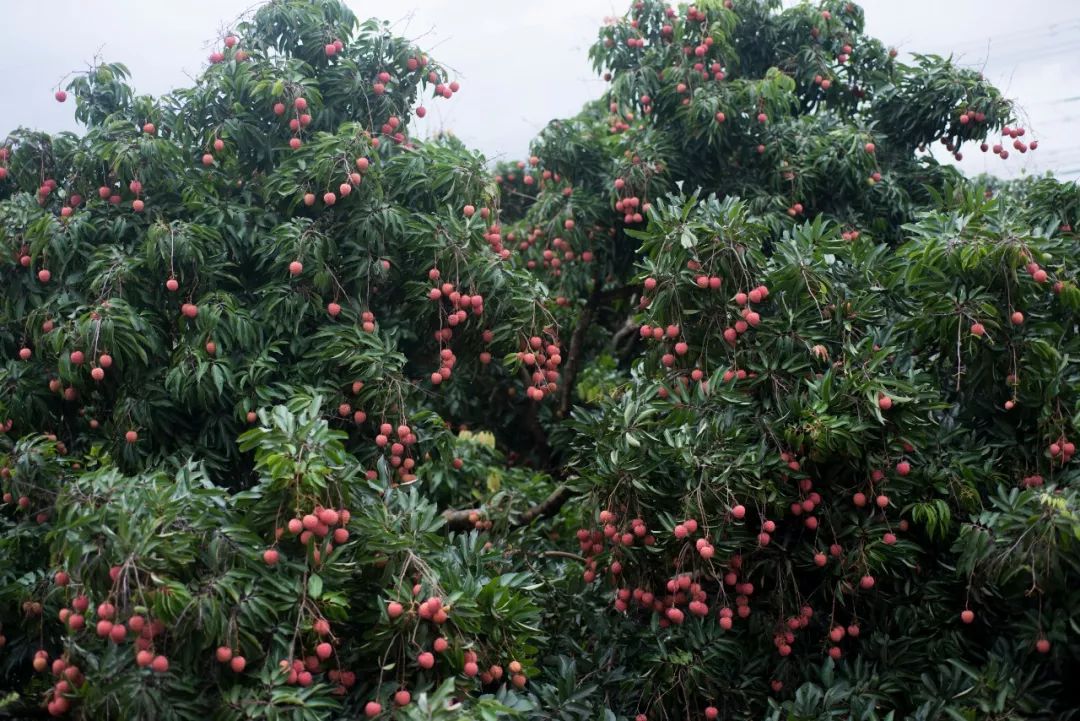 情根深种百科,情根深种