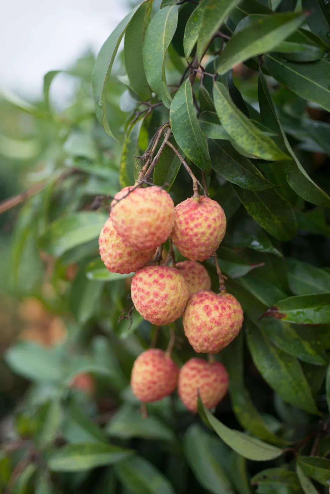 情根深种百科,情根深种