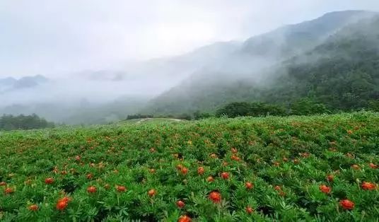 实用性村庄规划编制流程,村庄规划编制亮点做法