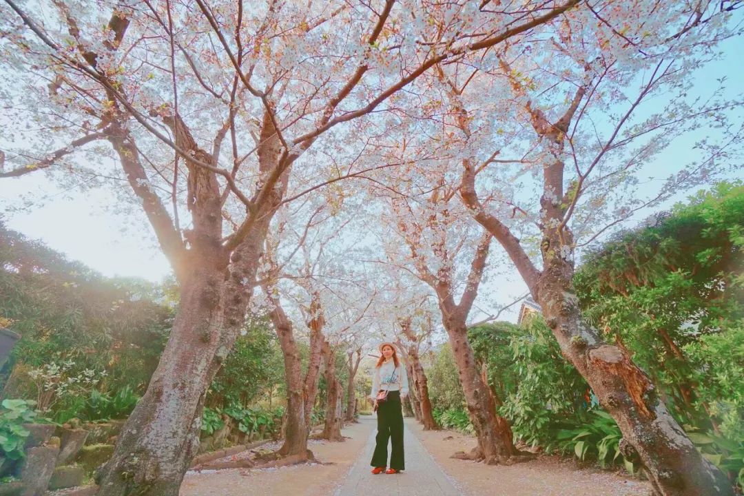 樱花季快到了赴日赏樱,樱花季太湖鼋头渚风景区赏樱攻略