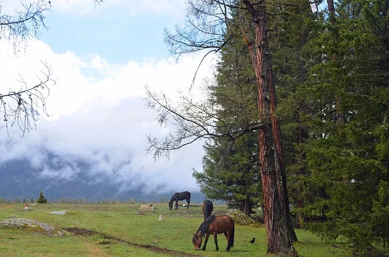（必看速知）2019年喀纳斯景区·喀旅股份春夏秋最新优惠政策出炉，更深度地喀纳斯秘境极致旅行体验。