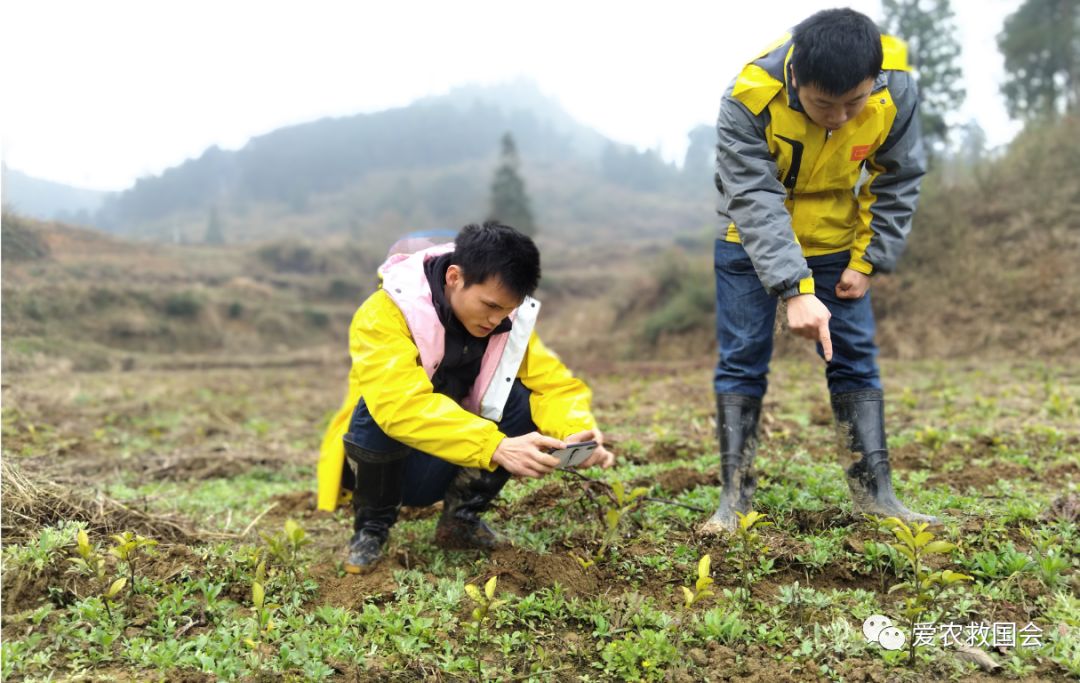 茶叶苗黄怎么办,茶苗有的变成黄的叶怎么办