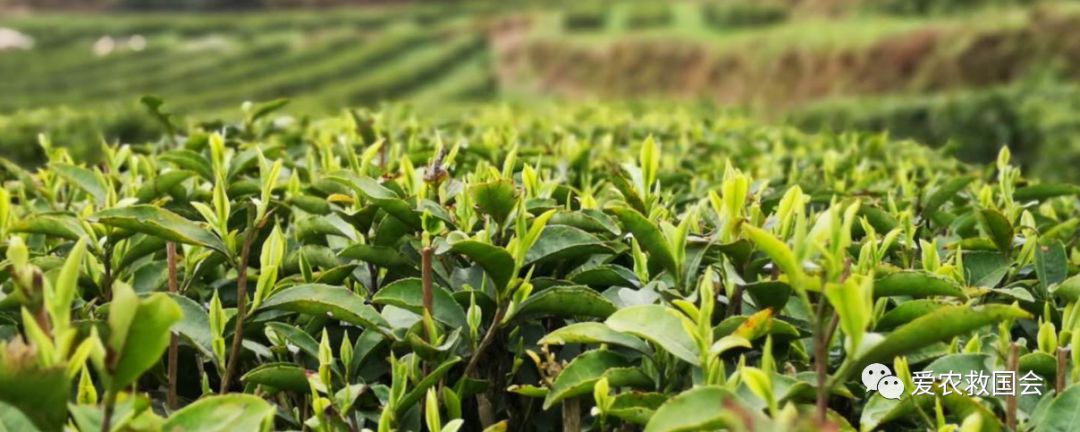 茶叶苗黄怎么办,茶苗有的变成黄的叶怎么办