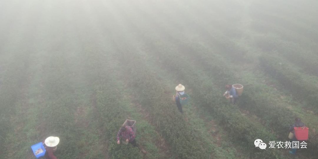 茶叶苗黄怎么办,茶苗有的变成黄的叶怎么办