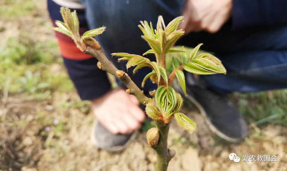 茶叶苗黄怎么办,茶苗有的变成黄的叶怎么办