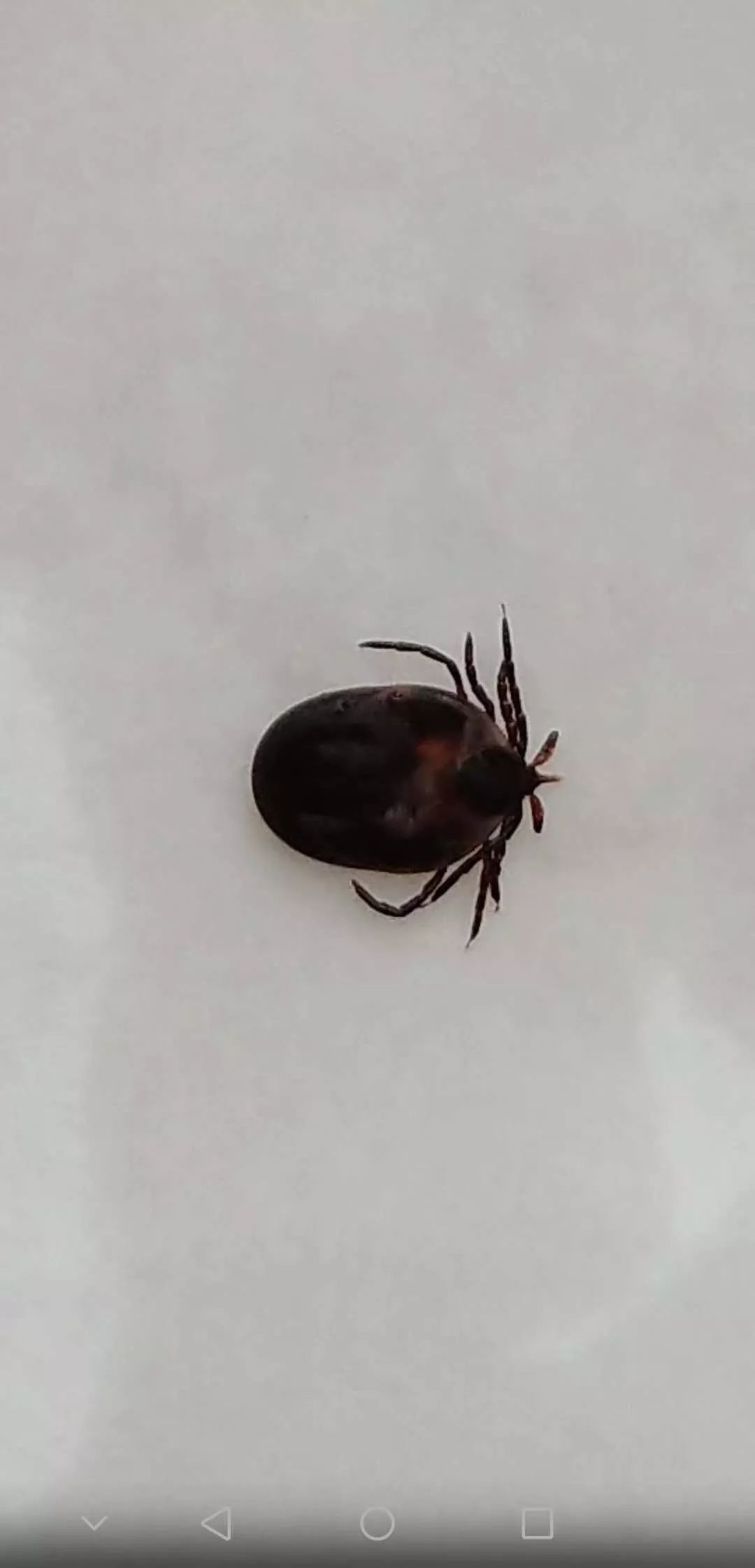 3岁女童头痒是什么原因,三岁孩子头皮有黄色结痂