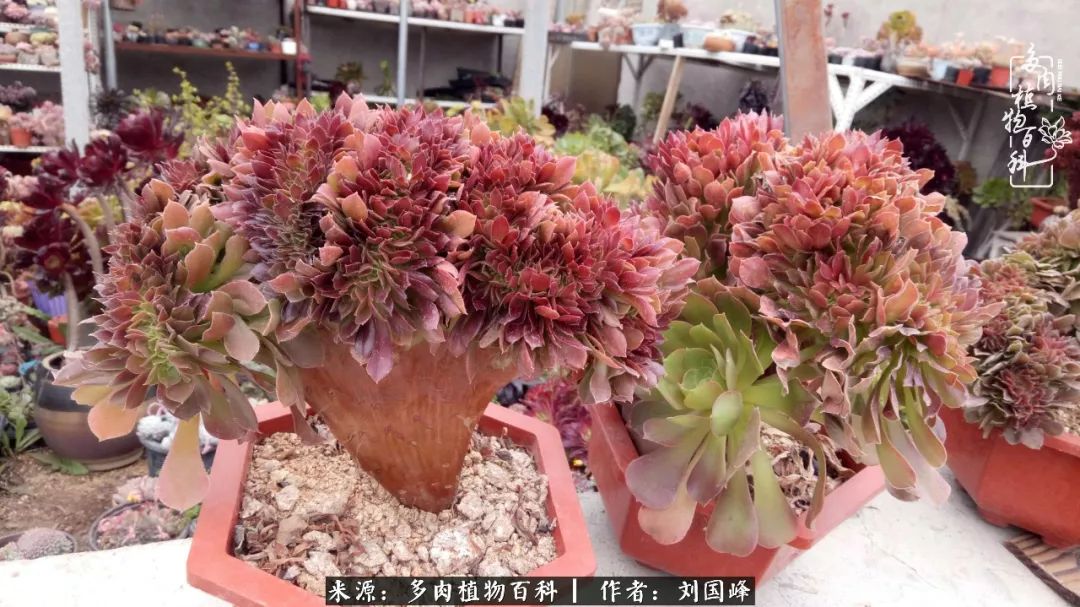 不学无术容易赚大钱,不学无术养多肉摇身一变资产过亿