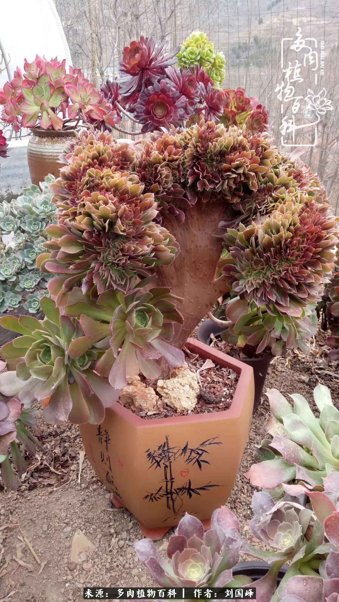 不学无术容易赚大钱,不学无术养多肉摇身一变资产过亿