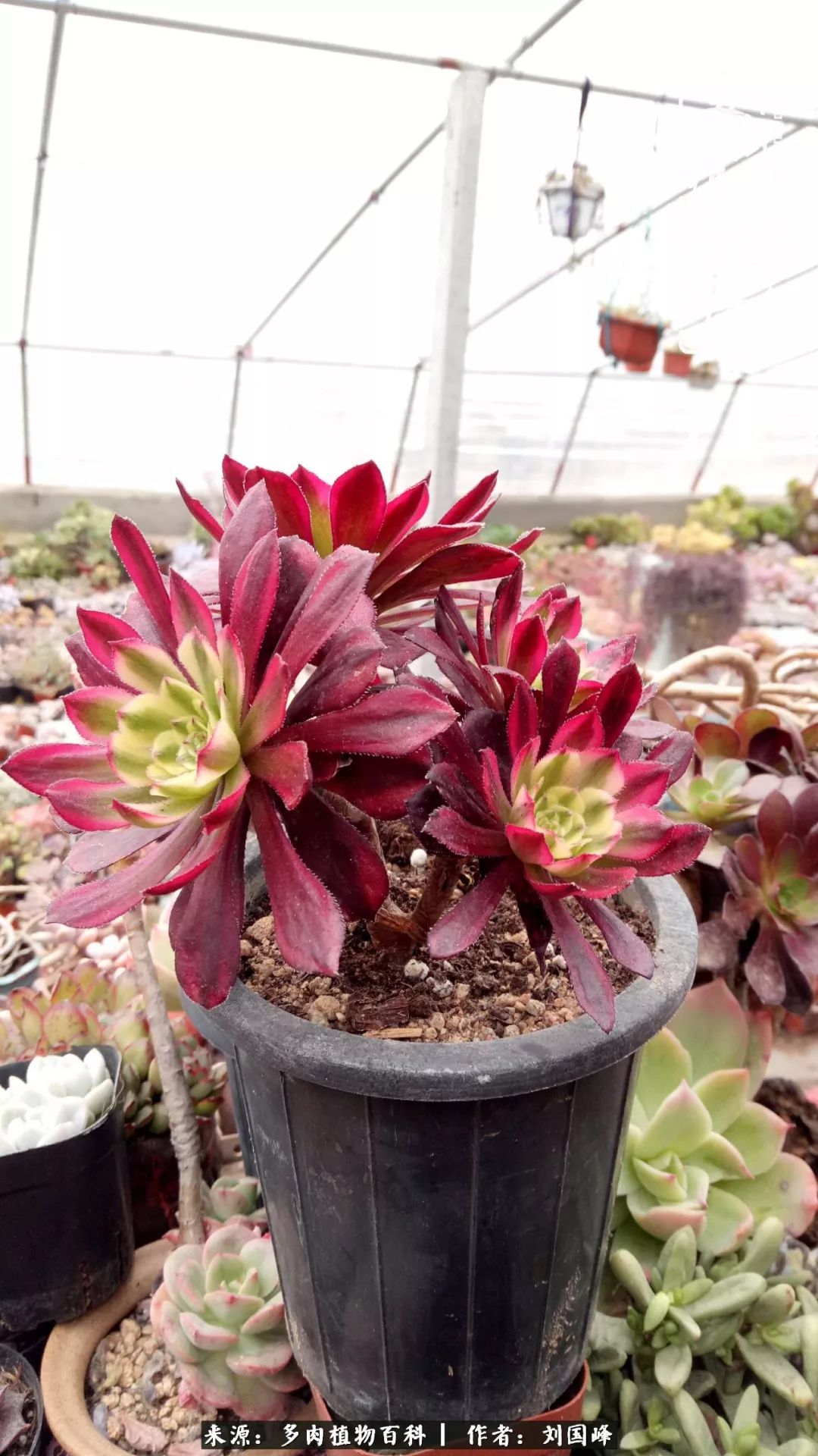 不学无术容易赚大钱,不学无术养多肉摇身一变资产过亿