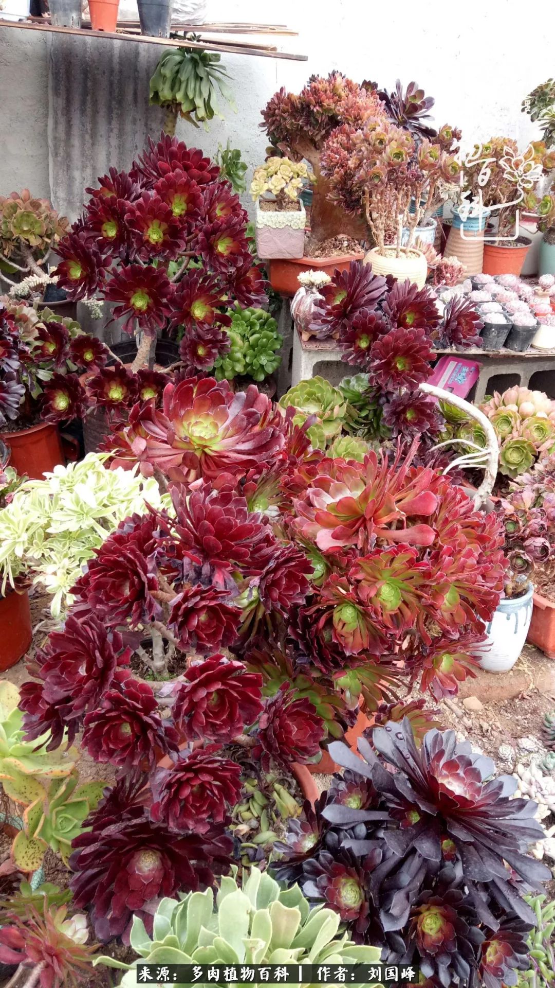 不学无术容易赚大钱,不学无术养多肉摇身一变资产过亿