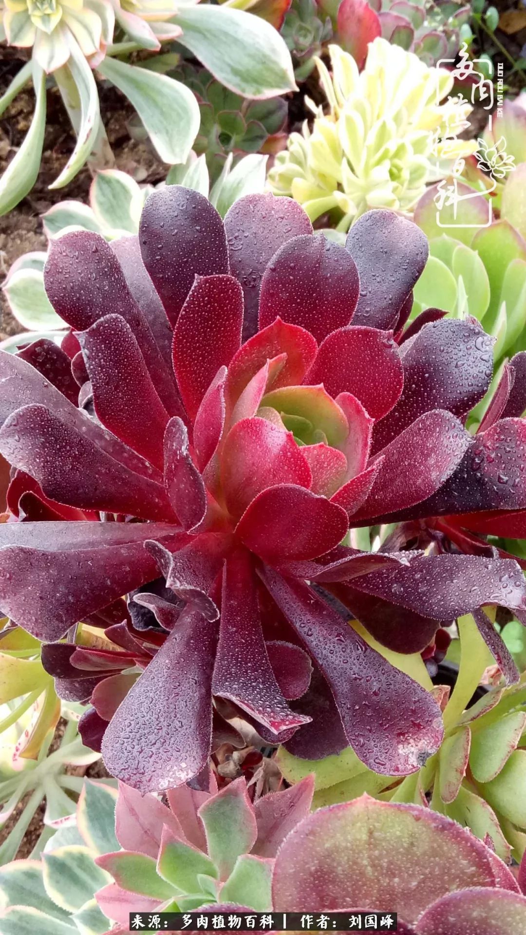 不学无术容易赚大钱,不学无术养多肉摇身一变资产过亿