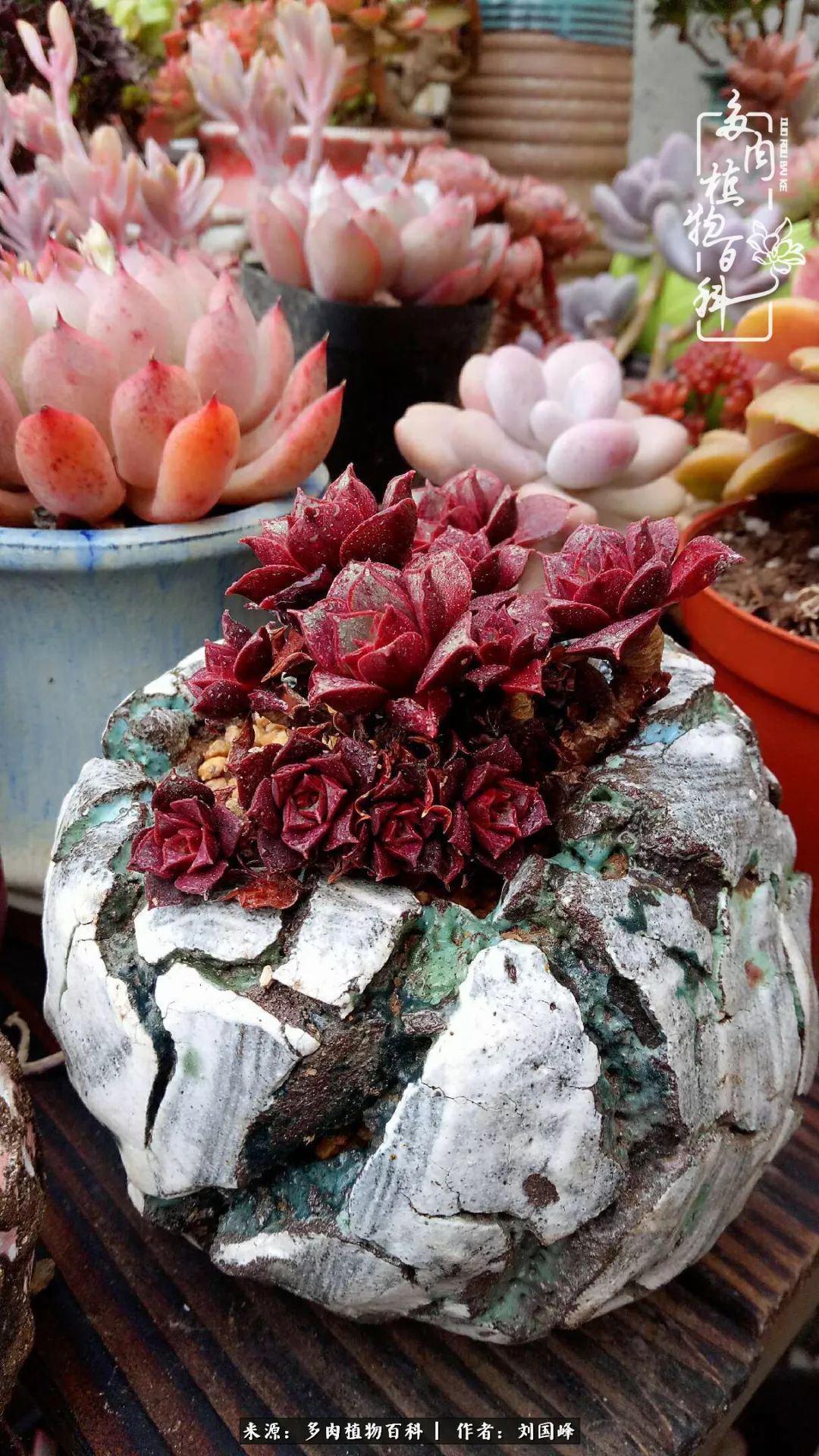 不学无术容易赚大钱,不学无术养多肉摇身一变资产过亿