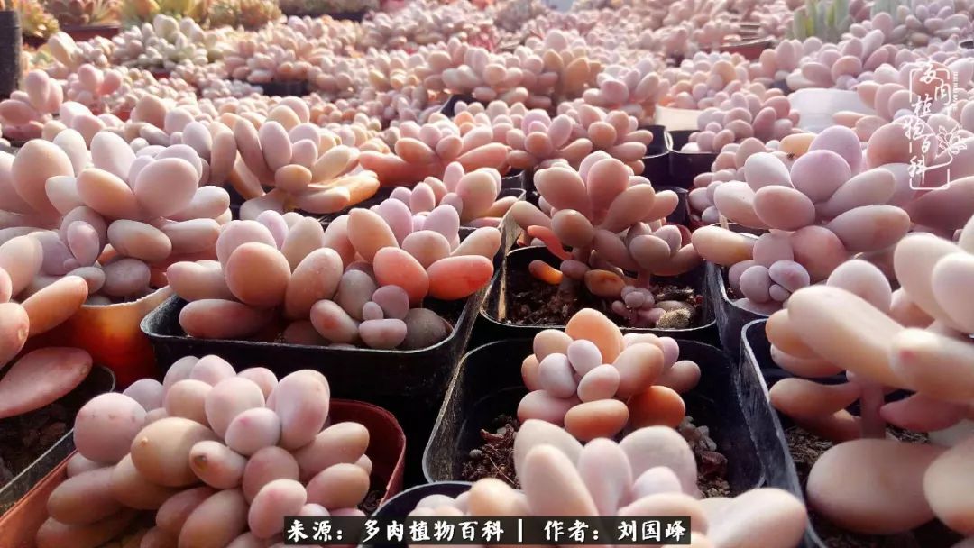 不学无术容易赚大钱,不学无术养多肉摇身一变资产过亿