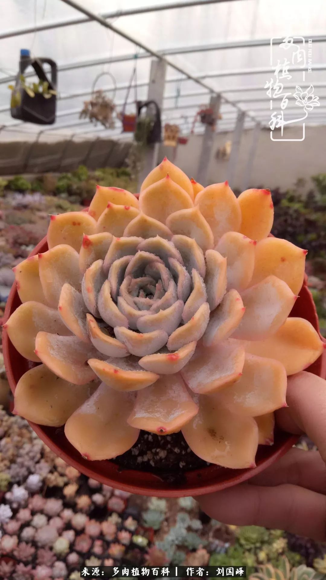 不学无术容易赚大钱,不学无术养多肉摇身一变资产过亿