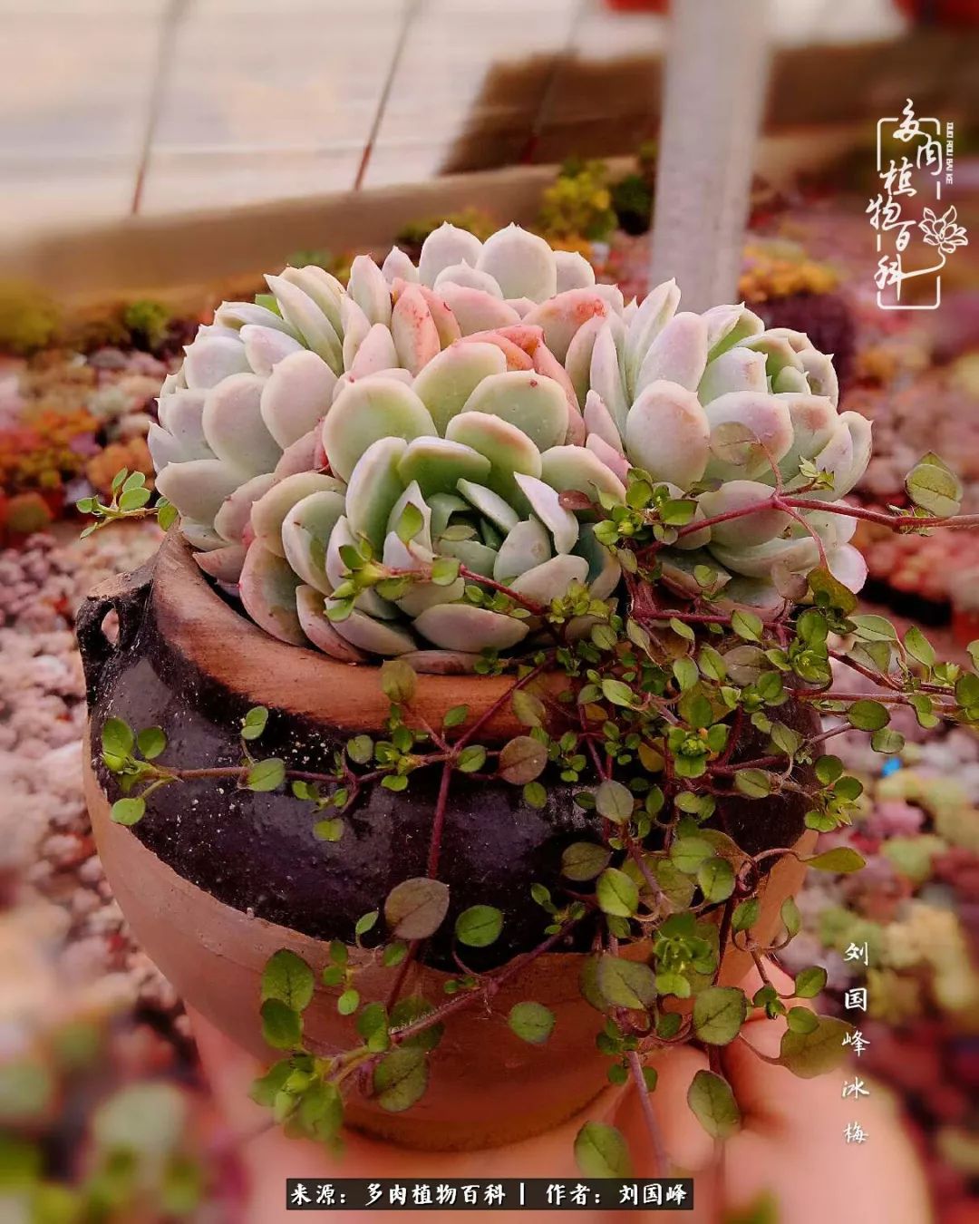 不学无术容易赚大钱,不学无术养多肉摇身一变资产过亿