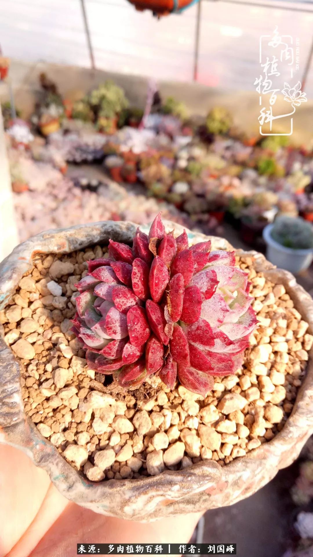 不学无术容易赚大钱,不学无术养多肉摇身一变资产过亿