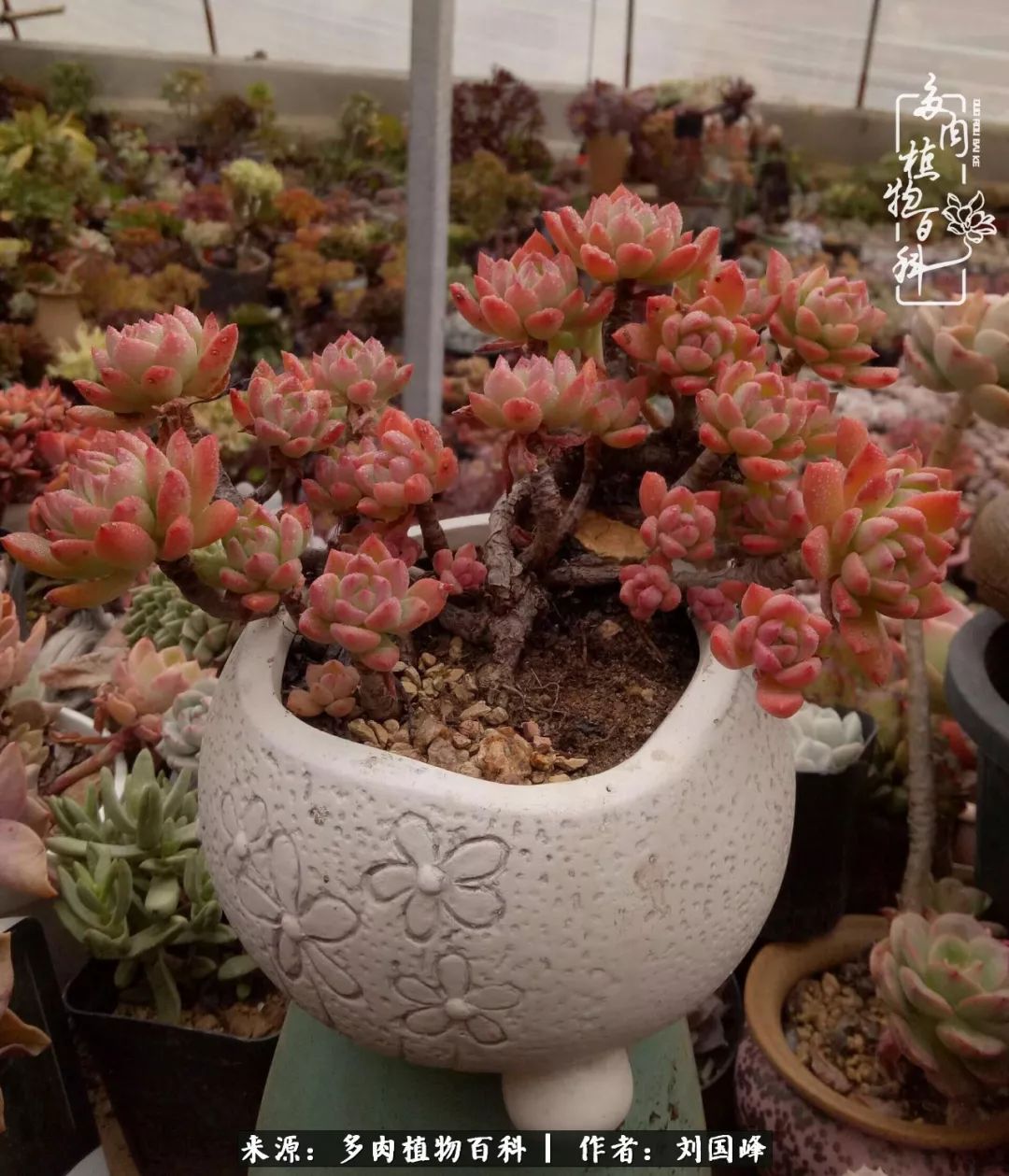 不学无术容易赚大钱,不学无术养多肉摇身一变资产过亿