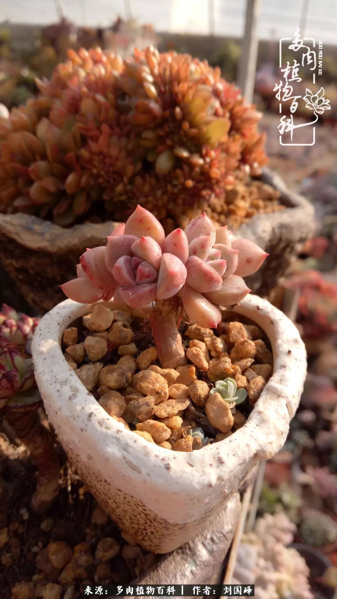 不学无术容易赚大钱,不学无术养多肉摇身一变资产过亿