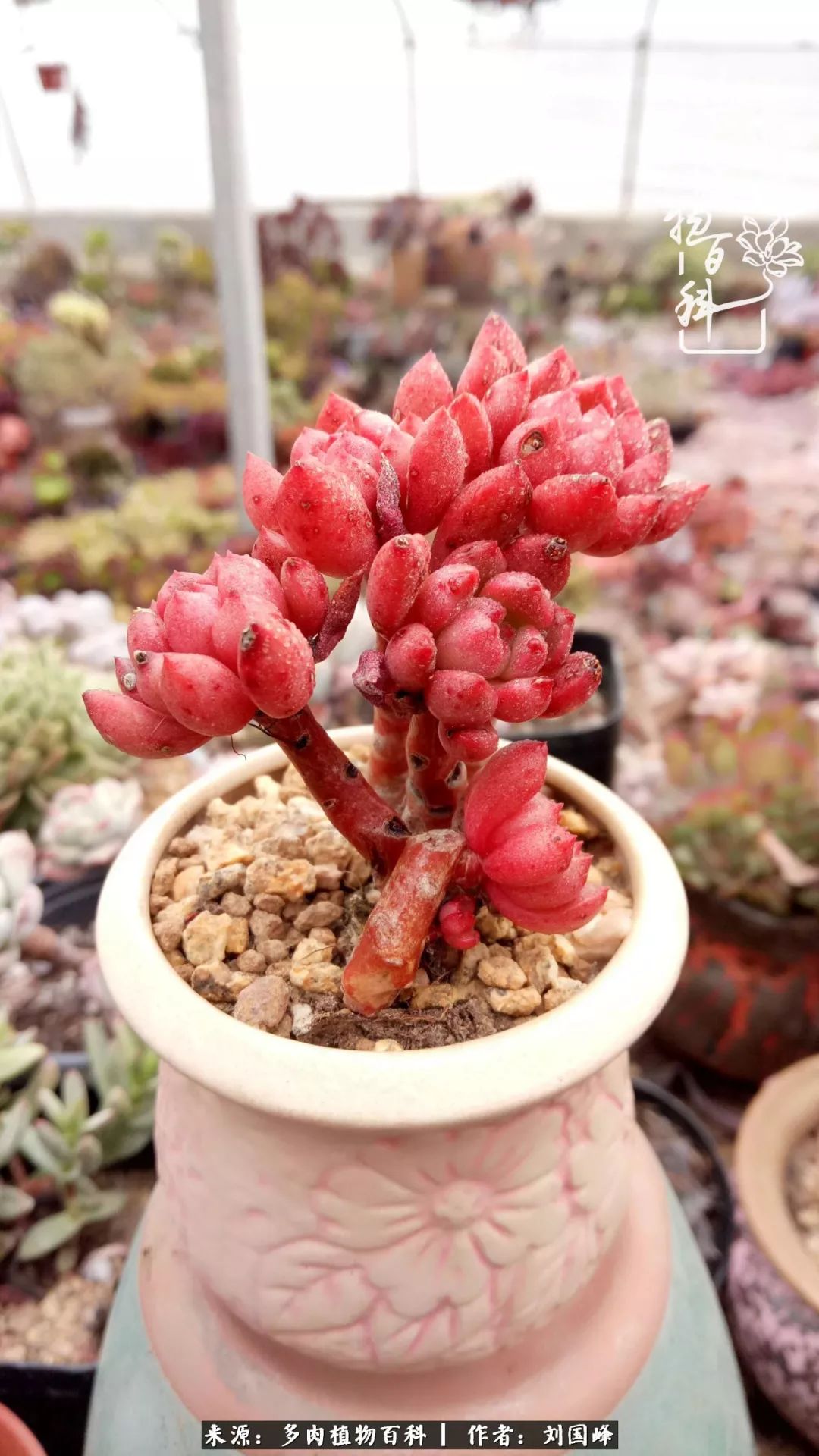 不学无术容易赚大钱,不学无术养多肉摇身一变资产过亿