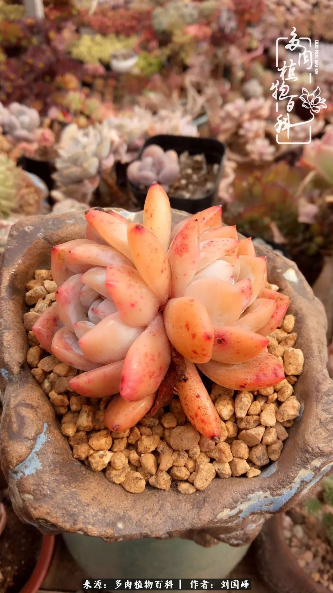 不学无术容易赚大钱,不学无术养多肉摇身一变资产过亿