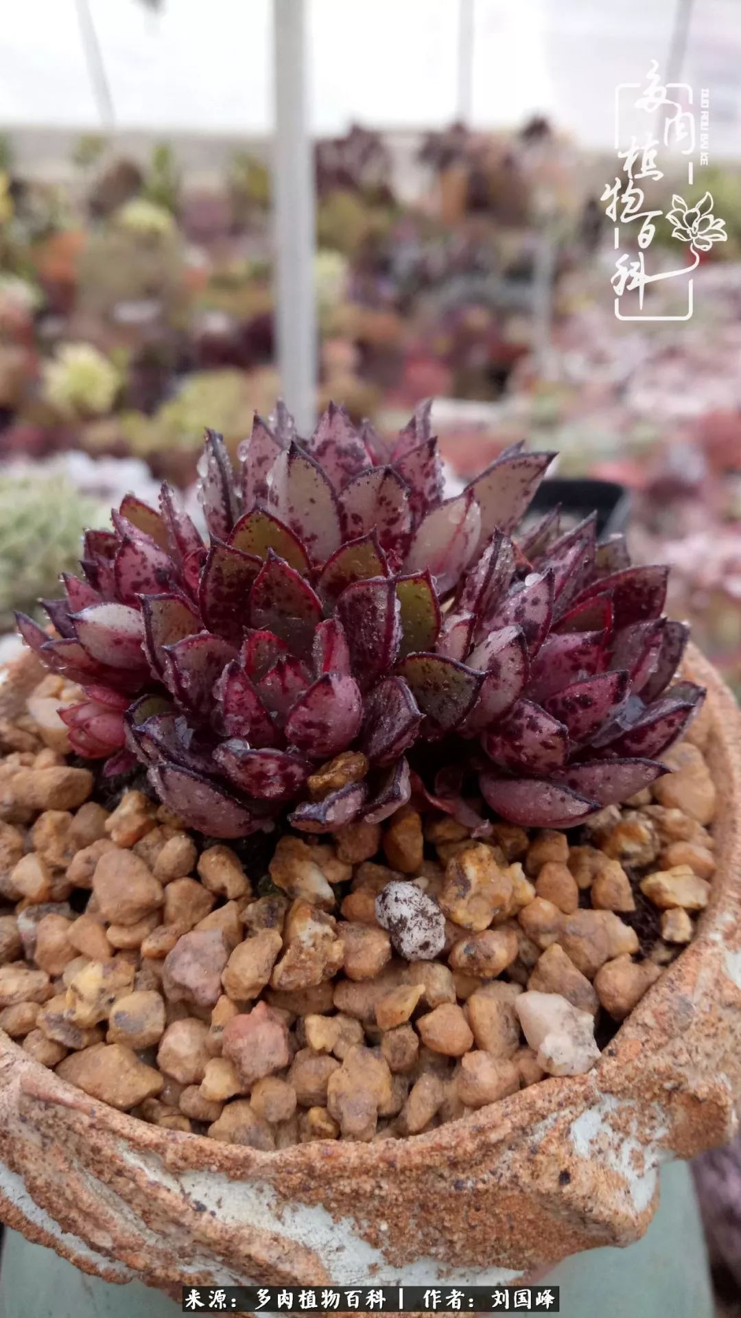 不学无术容易赚大钱,不学无术养多肉摇身一变资产过亿