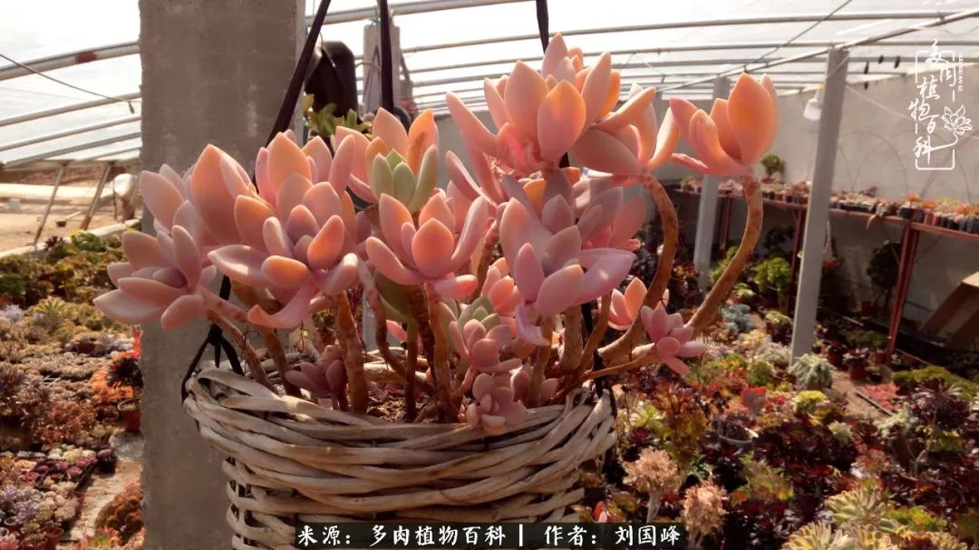 不学无术容易赚大钱,不学无术养多肉摇身一变资产过亿