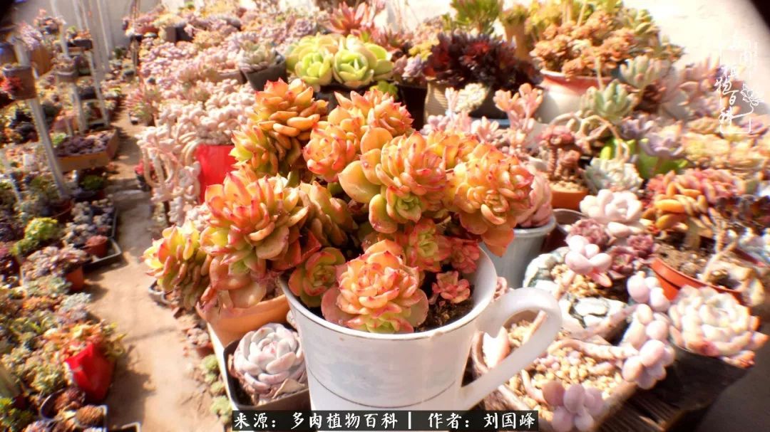 不学无术容易赚大钱,不学无术养多肉摇身一变资产过亿