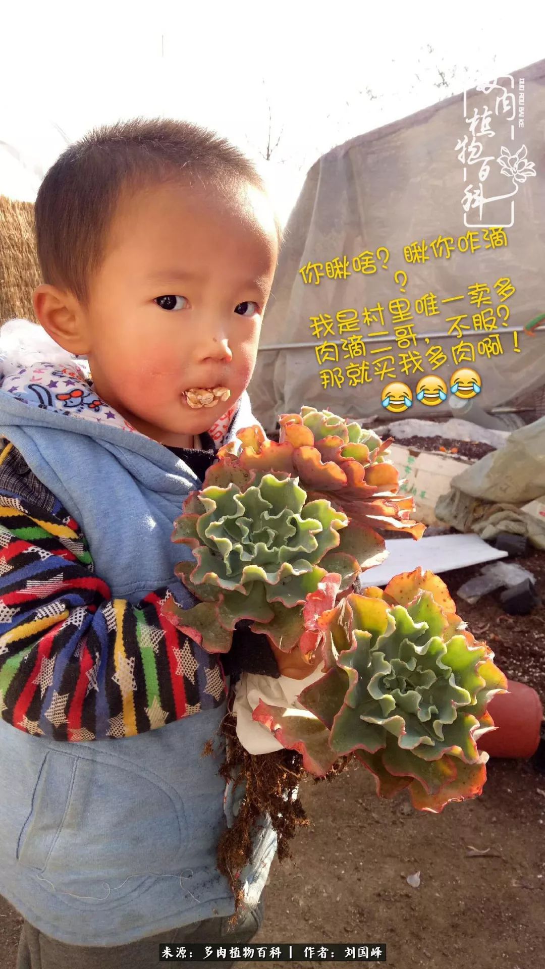 不学无术容易赚大钱,不学无术养多肉摇身一变资产过亿