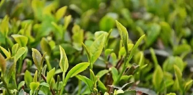 5至6月份日照有哪些新闻,日照今日实事