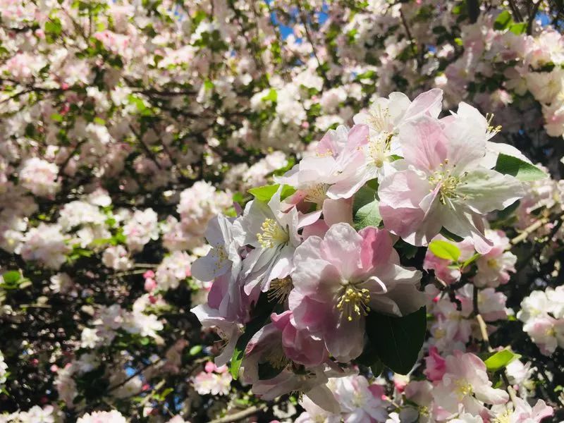 清明节正定赏花游攻略,正定清明踏青好去处