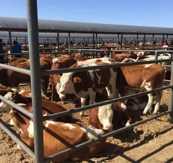 卖牛上当受骗怎么办,买牛骗局完整视频