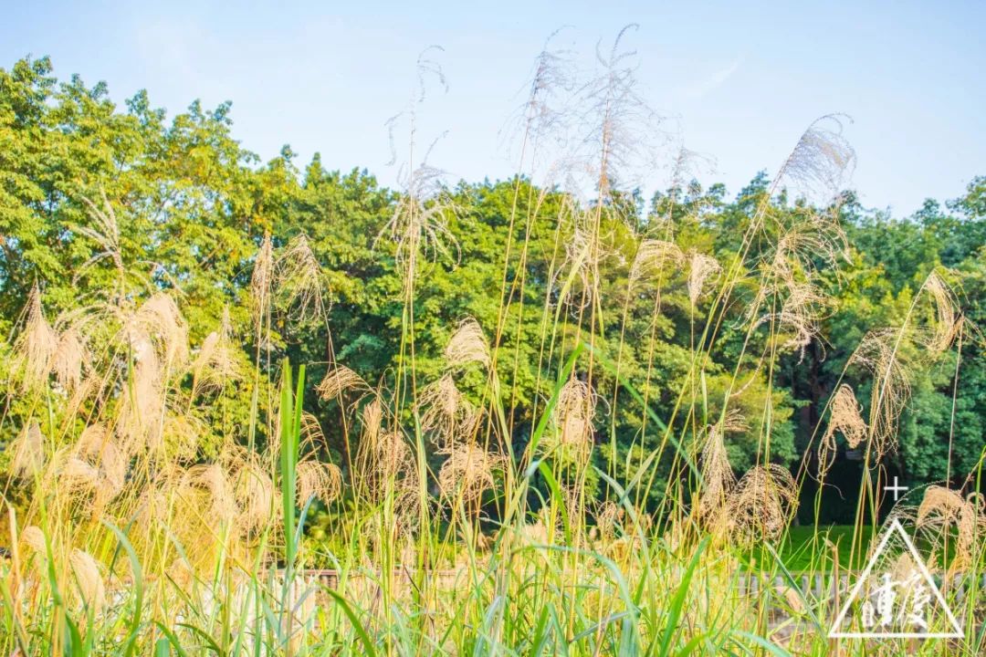 在重庆印象最深刻的是什么,考上重庆最好的南开中学