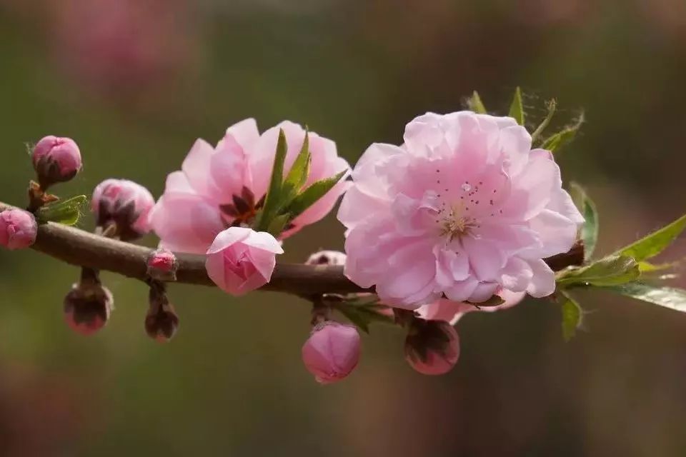 “重马”来啦！在沙坪坝的春天里应这样度过