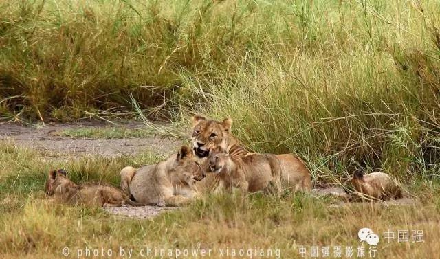 探索非洲动物世界|非洲—坦桑尼亚