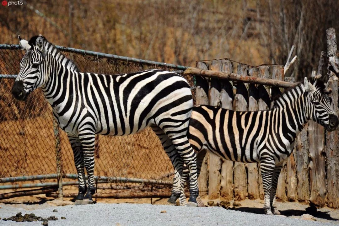 武汉全职妈妈海外购回国，为逃30万税款，损失145万还被判刑…︱早安武汉