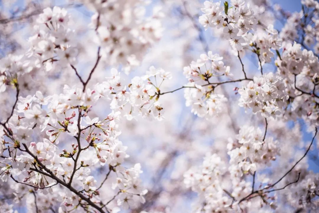 上海顾村公园赏樱花图片,全季顾村公园