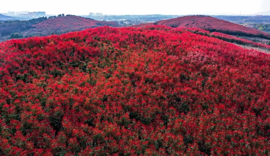 【春游江淮请您来】庐江：石楠逢春时荒山披红妆