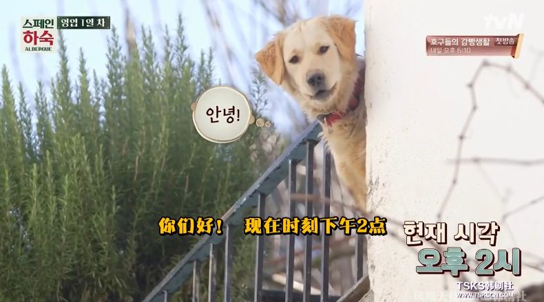 罗英石综艺节目表,罗英石新综艺