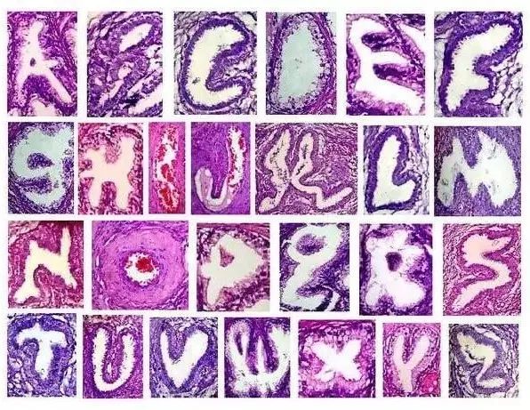 直到看了病理医生切的片子，我才明白了什么叫「艺术细胞」