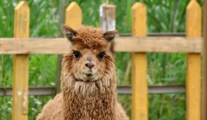 结棍！这个春天，是崇明撑起了魔都的体面！