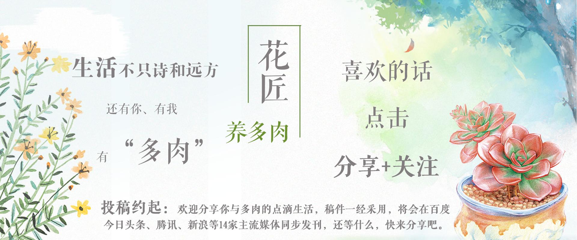 多肉观音莲长出很多小的怎么办,观音莲多肉叶子往下耷拉怎么回事