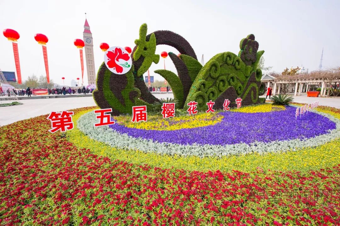 鹤壁樱花节樱花大道,鹤壁樱花节开幕