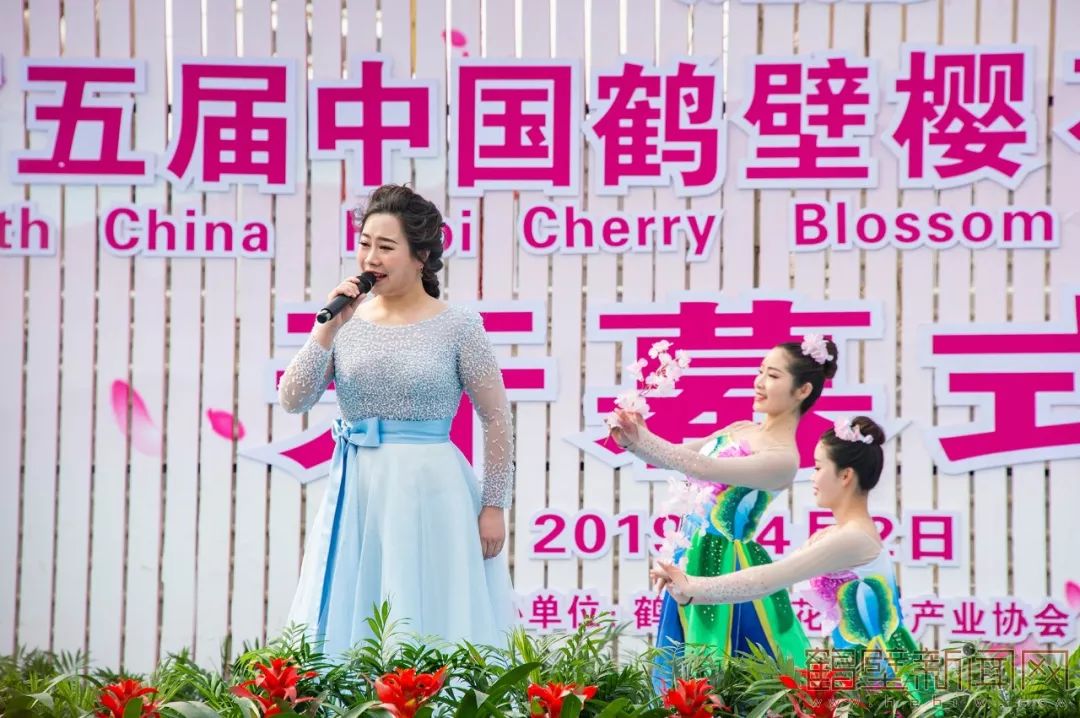 鹤壁樱花节樱花大道,鹤壁樱花节开幕