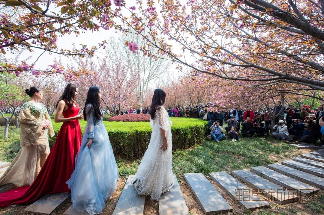 鹤壁樱花节樱花大道,鹤壁樱花节开幕