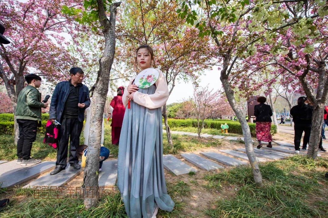 鹤壁樱花节樱花大道,鹤壁樱花节开幕