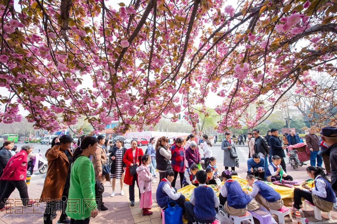 鹤壁樱花节樱花大道,鹤壁樱花节开幕