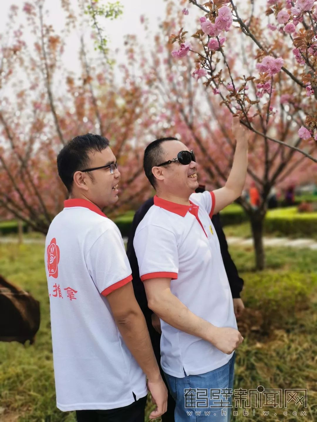 鹤壁樱花节樱花大道,鹤壁樱花节开幕