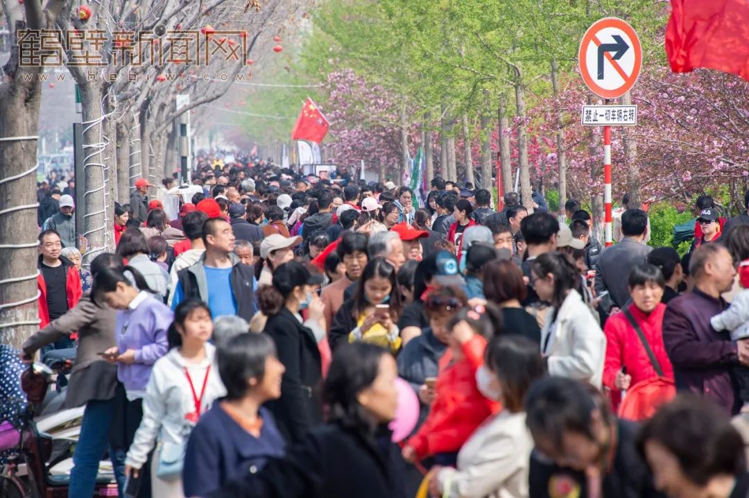 鹤壁樱花节樱花大道,鹤壁樱花节开幕