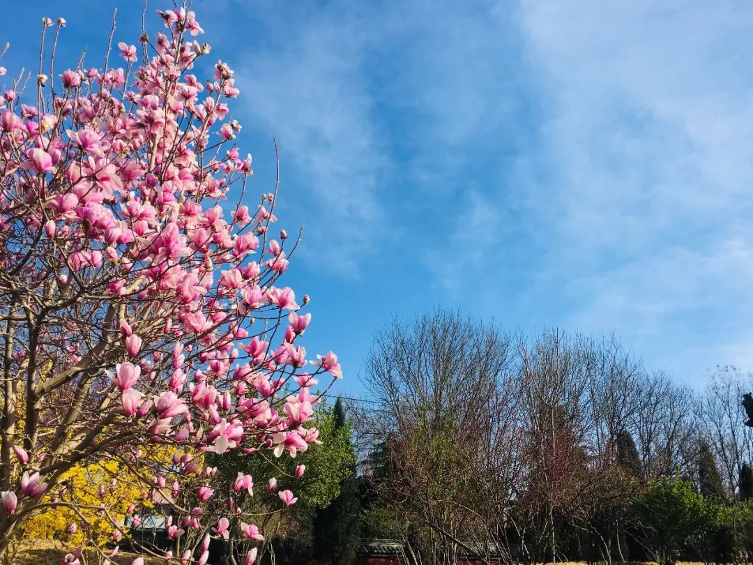 清明节正定赏花游攻略,正定清明踏青好去处